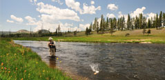 Fishing in Cody, Wyoming